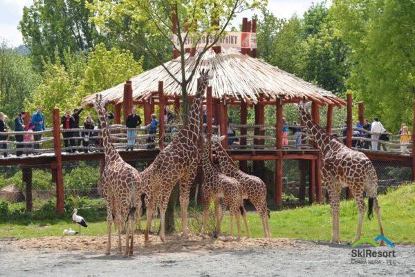 ZOO SAFARI w Czechach- Dvůr Králové zobacz dzikie zwierzęta z najdalszych zakątków świata - obrazek 2