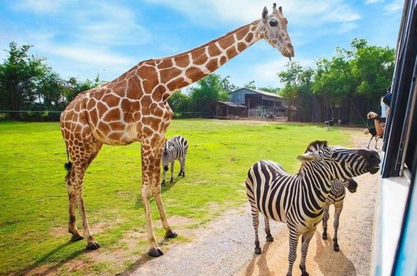 ZOO SAFARI w Czechach- Dvůr Králové zobacz dzikie zwierzęta z najdalszych zakątków świata