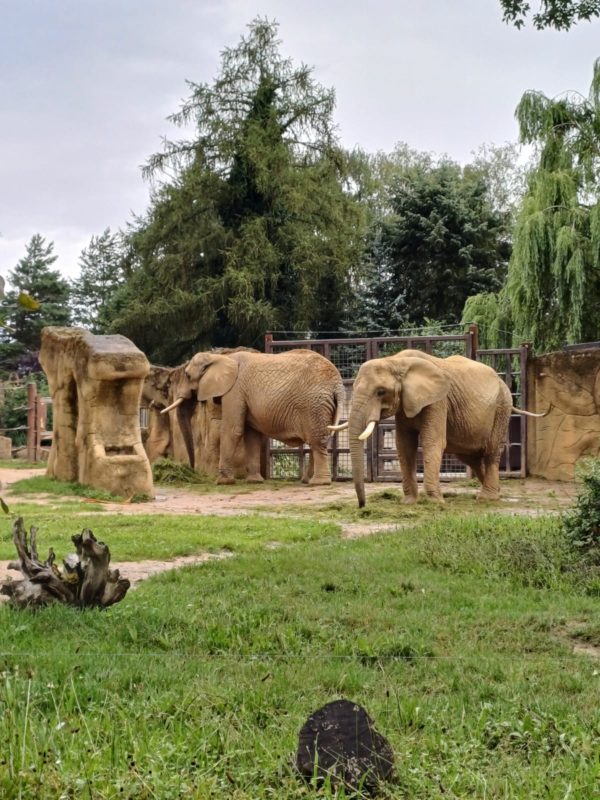 ZOO SAFARI w Czechach- Dvůr Králové zobacz dzikie zwierzęta z najdalszych zakątków świata - obrazek 7
