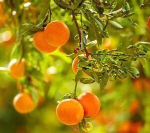 Mandarynkowa przygoda w sercu Chorwacji i Bośni!